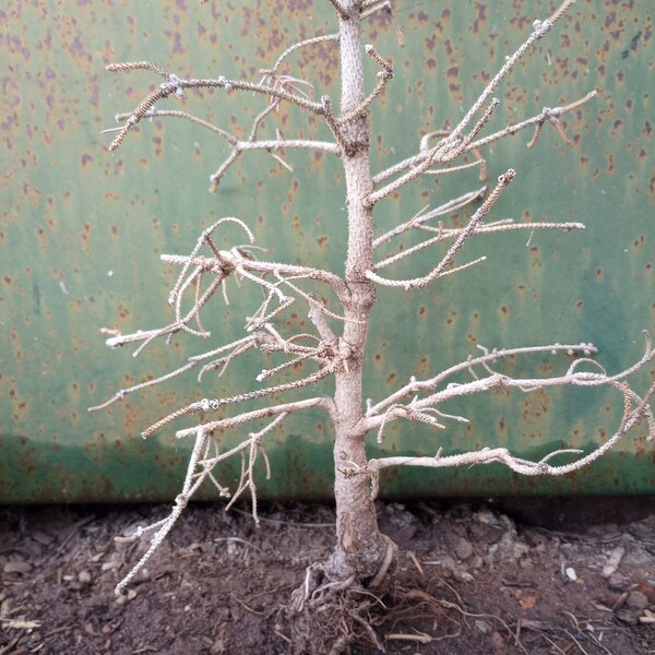 Aquarium Bonsai Tree Etsy