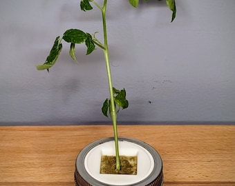 Grow Cube to Jar Adapter