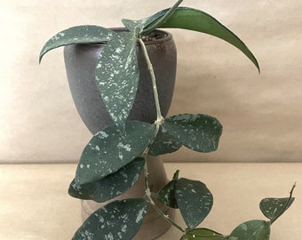 Hoya Phuwuaensis | 4'' Pot | Rare Hoya | US Seller | Well Rooted