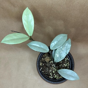 May include: A potted Hoya plant with pale green, oval-shaped leaves. The plant is in a small, dark brown pot filled with soil and small white pebbles. The leaves have a slightly textured appearance.
