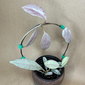 Hoya Wilbur Graves Silver | 4&#39;&#39; Pot | Rare Hoya | US Seller | Well Rooted