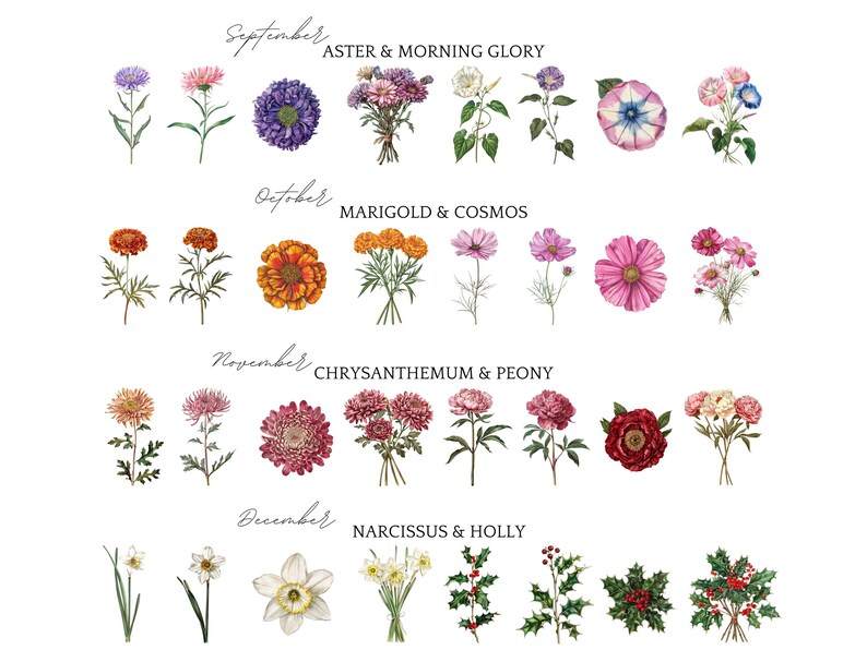 May include: A detailed botanical illustration of various flowers, each labelled with a month. September shows aster and morning glory, October features marigold and cosmos, November displays chrysanthemum and peony, and December highlights narcissus and holly.