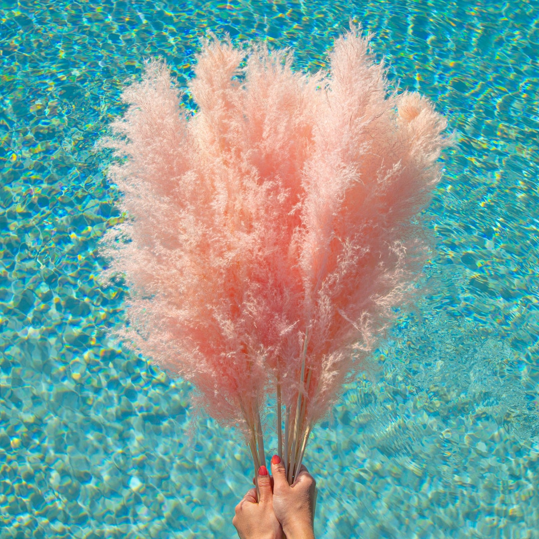 5 Pack Pampas 4 Foot Tall Fluffy Pink Pampas Grass XL Boho Etsy