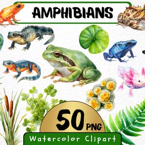 Aquarelle amphibiens Clipart 50 Png, grenouille verte du lac mignon, petite grenouille des cliparts, nénuphar animal de la jungle, axolotl usage Commercial, téléchargement