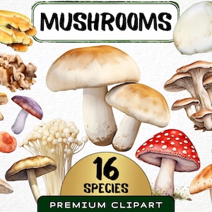 Aquarell Pilz Clipart, 16 Png, Pilzarten Grafiken, Champignon, Fliegenpilz png, Botanische Pilz Illustration Digital Download Kunst
