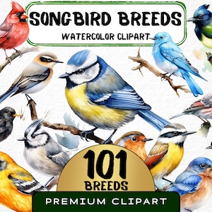Songbird Breeds Clipart 101 Png, With Names, Watercolor Cute Bird Illustration, Songbird on Branch, Wildlife Collection Digital Prints