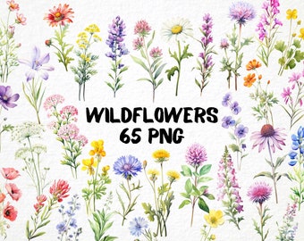 May include: A collection of 65 watercolor illustrations of wildflowers in various colors, including purple, pink, yellow, blue, and red. The illustrations are on a white background and feature a variety of flowers, including daisies, clover, and coneflowers.