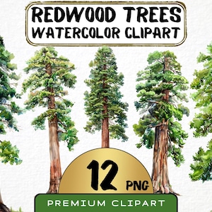 Watercolor Redwood Tree Clipart 12 Png, California Redwoods Graphics, Big Tree Illustration, Forest Pine Instant Download, Commercial Use