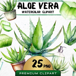 Aloe Vera Clipart, 25 Png, Pianta medicinale ad acquerello, Grafica di estratto naturale di Aloe Vera, Pianta per la cura della pelle, Stampe digitali, Scrapbooking