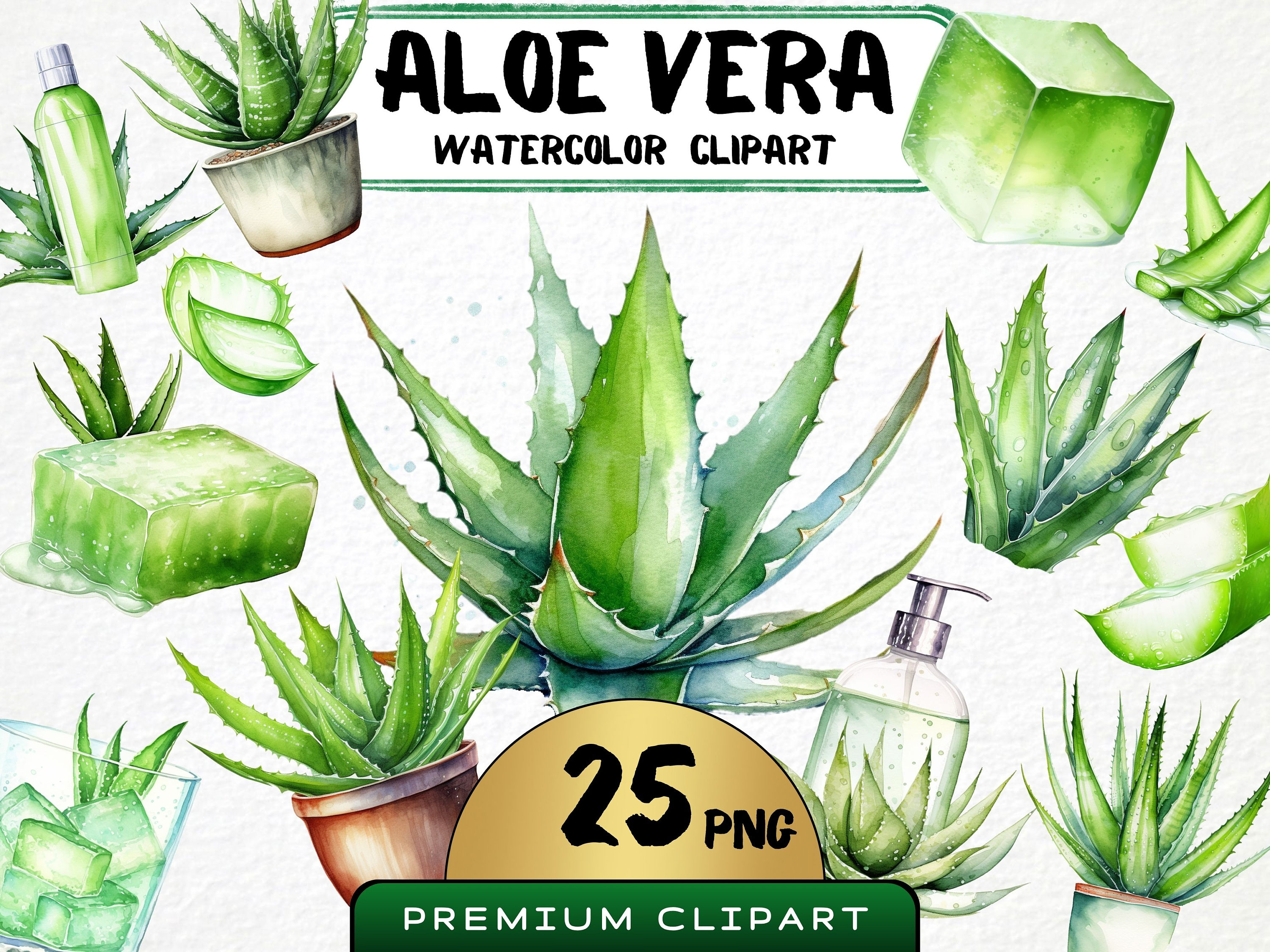 Aloe Vera Clipart, 25 Png, Watercolor Medical Plant, Natural Aloe Vera Extract Graphics, Skincare Plant, Digital Prints, Scrapbooking