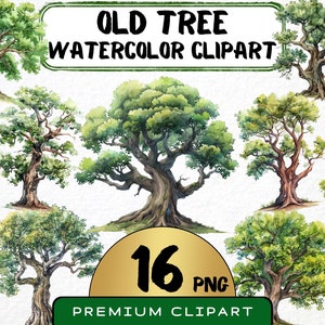 Aquarel oude boom clipart 16 png, volwassen boomstam, zomerplant, vegetatie graphics, digitale prints, instant download, commercieel gebruik