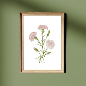 Botanical Carnations Watercolour Print, January Birth Flower Illustration, Neutral Floral Carnation Wall Art, Vintage Pink Bouquet Painting