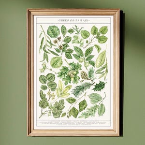 May include: A framed botanical print titled "TREES OF BRITAIN" showcasing diverse green leaves and foliage. The print has a light beige background and is in a light brown wooden frame. The artwork is mounted on a green wall.