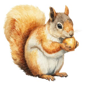 12 Squirrel PNG Clipart, Watercolor Woodland Animal Clip Art Set with Acorns, Printable Autumn Clipart, Transparent Background, JPG Download