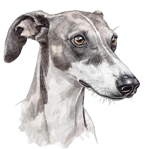 Clipart PNG di cane levriero, set di 12 eleganti clipart di razze canine, clipart di acquerelli stampabili, lavoretti di carta, download digitale di PNG