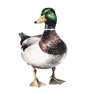 12x Mallard Duck PNG Clipart, Wildlife Watercolor Clip Art, Printable Digital Download, Duck Art for Journals, Scrapbooking, Paper Crafts