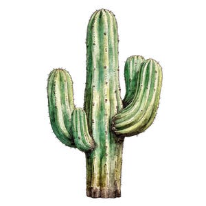 May include: Watercolor illustration of a saguaro cactus. The cactus features a tall, central trunk with several green, ribbed arms. Small brown spines and dots are visible along the ridges. The base of the cactus is a darker brown.