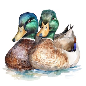 12 cliparts de paire de canards colverts, ensemble de canards de la faune aquarelle, art oiseau imprimable, téléchargement numérique, décoration nature, journal indésirable, lot d'images clipart