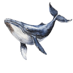 May include: A watercolour painting of a blue whale with a white belly, swimming against a white background.