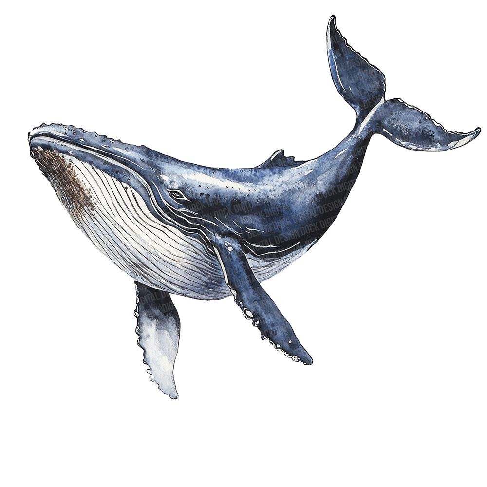 クジラのPNGクリップアート、12種類の水彩画風海洋動物クリップアート