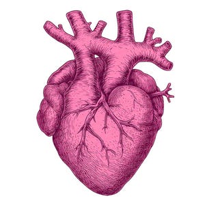 Anatomisch hart PNG-clipart, 12 x aquarel hart illustraties set, afdrukbare medische illustratie, papier ambachten, digitale download, junk Journal