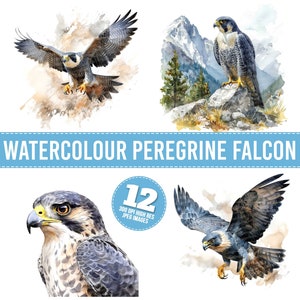 Watercolor Peregrine Falcon Clipart, 12 JPG, Flying Falcon Printable Image, Peregrine Bird Illustration, Wall Art, Digital Download,Planner