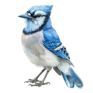 Blue Jay Clipart, 12x Small Woodland Bird Art Set, Printable Watercolor Clip Art, Transparent Background PNG, Digital Download, Paper Crafts
