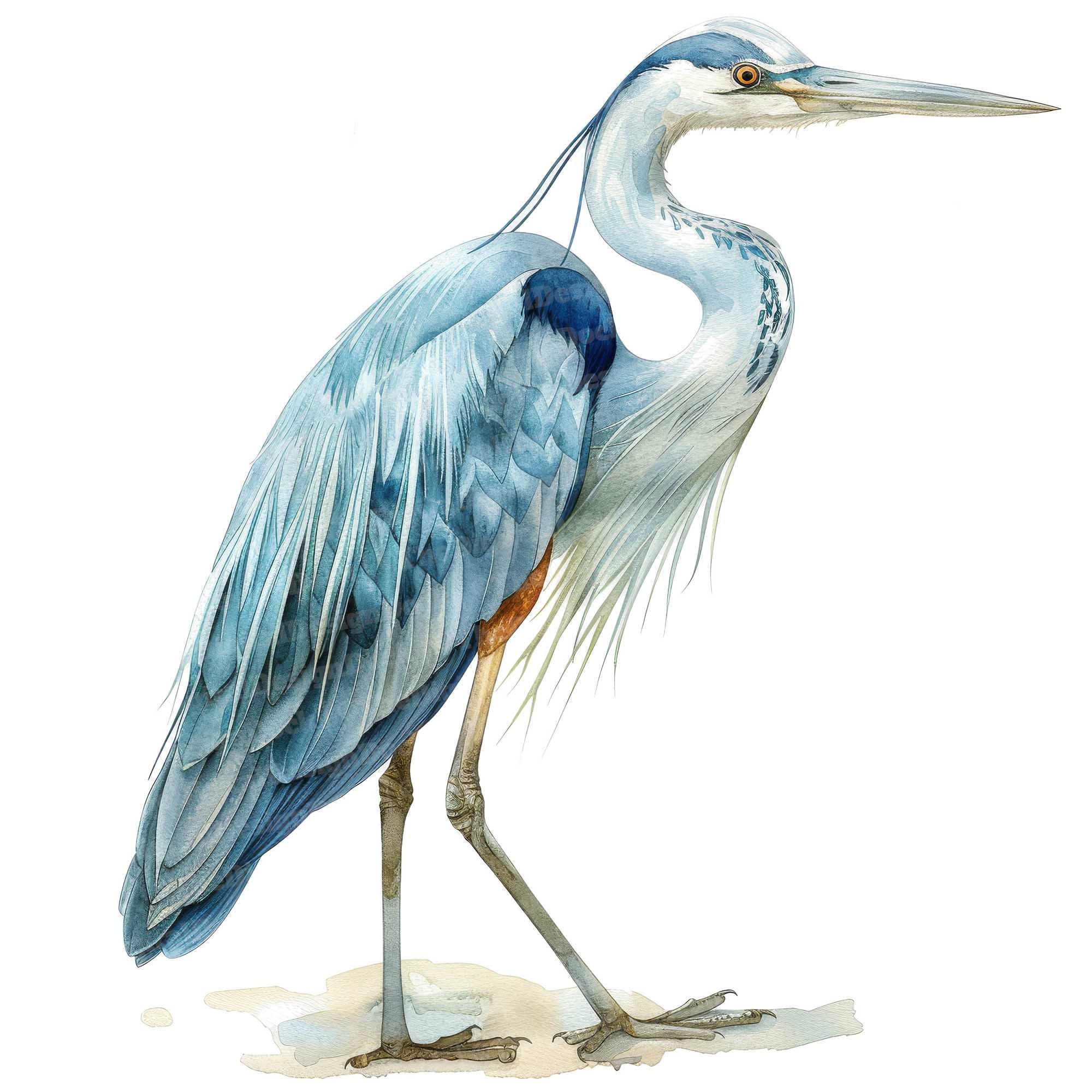 12 Heron Clipart, Water Bird Clipart, Printable Watercolor Clipart, Paper Crafts, Wall Art, Digital Download, Junk Journals, Wetland Bird