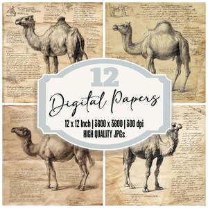 12x Sketch Camel Junk Journal Paper Desert Digital Paper Pack Carta per scrapbooking vintage JPG di alta qualità Texture usurata