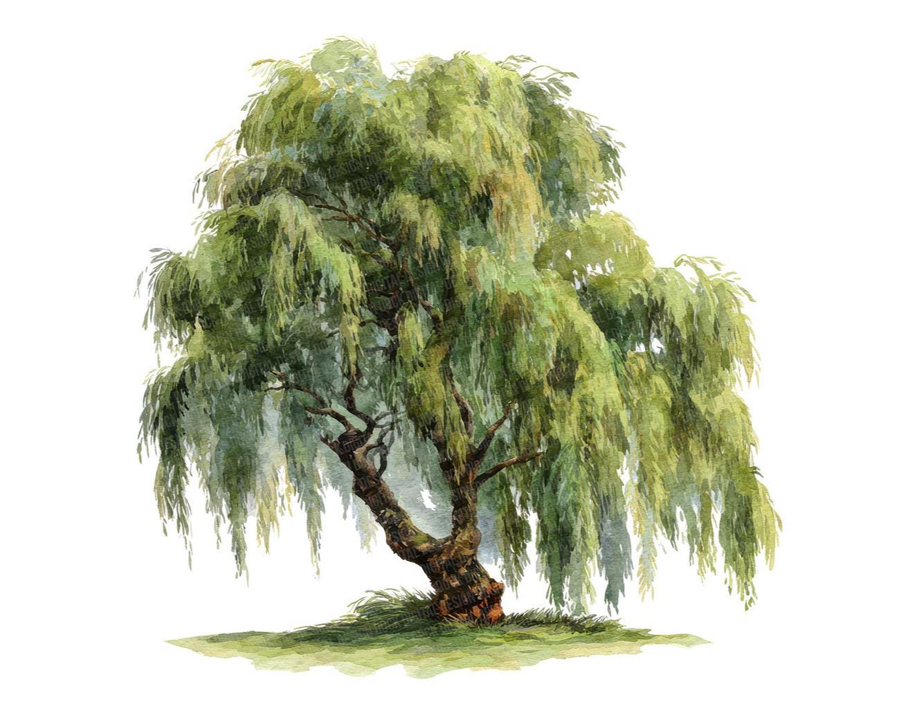 Watercolor Willow Tree PNG Clipart, 12x Forest Trees Clip Art Set ...