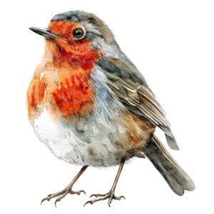 12 cliparts Robin, clipart oiseau aquarelle, clipart aquarelle imprimable, créations en papier, art mural, téléchargement numérique, journaux indésirables, poitrine rouge