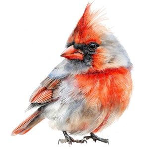 12 Cardinal Clipart, Watercolor Bird Clipart, Printable Watercolor Clipart, Paper Crafts, Wall Art, Digital Download, Junk Journals