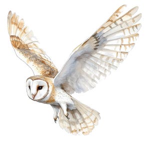 May include: A white and brown barn owl with its wings spread wide in flight. The owl has a white face with black eyes and a brown body with white spots.