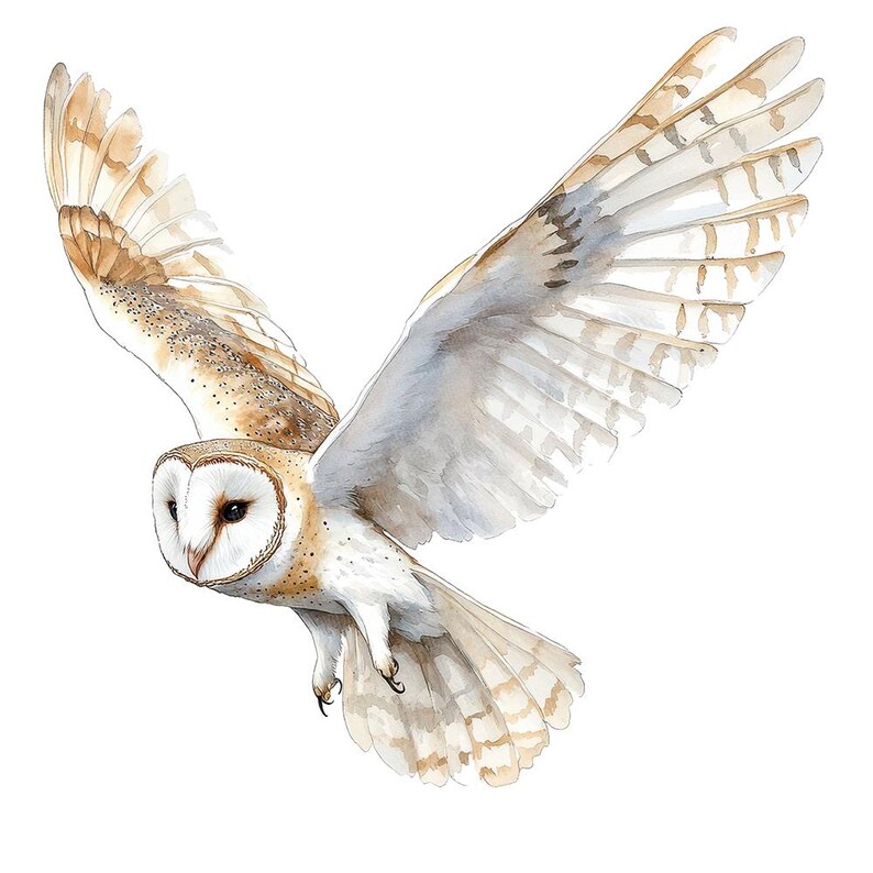 May include: A white and brown barn owl with its wings spread wide in flight. The owl has a white face with black eyes and a brown body with white spots.