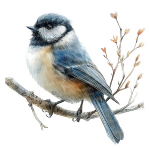 12 cliparts mésange, oiseau aquarelle, clipart aquarelle imprimable, créations en papier, art mural, téléchargement numérique, journaux indésirables
