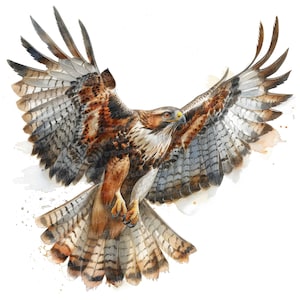 12 cliparts faucon, oiseau de proie, clipart aquarelle imprimable, créations en papier, art mural, téléchargement numérique, journaux indésirables, art oiseau