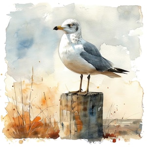 Clipart di gabbiani, 12 JPG, Clipart di uccelli costieri, Clipart di acquerelli stampabili, Artigianato di carta, Arte murale, Download digitale, Diari spazzatura