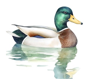 Stockente Enten Clip Art, 12x Aquarell Enten Clipart-Set, druckbare Aquarell Clip Art, Papierhandwerk, digitaler Download, Junk Journal Bundle