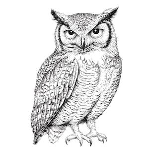 Clipart PNG gufo, 12x set di clipart di schizzo di gufo del bosco, illustrazione di gufo in bianco e nero stampabile, download digitale, artigianato di carta, immagini di album