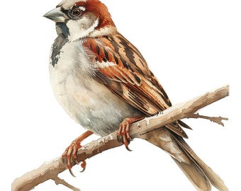 Imágenes prediseñadas PNG de gorrión, conjunto de 12 imágenes prediseñadas de pájaros pequeños de jardín, imágenes prediseñadas de pájaros en acuarela imprimibles, descarga digital, PNG con fondo transparente