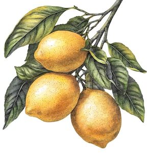 Imágenes prediseñadas de limón PNG, conjunto de 12 imágenes prediseñadas de cítricos en acuarela, ilustración de fruta imprimible, descarga digital, manualidades de papel, paquete de diario basura