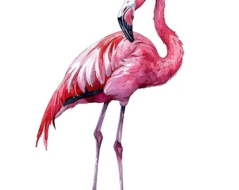 Pink Flamingo PNG Download, 12x Watercolor Bird Set, Printable Tropical Wildlife Graphics, Transparent Background, Digital Illustration
