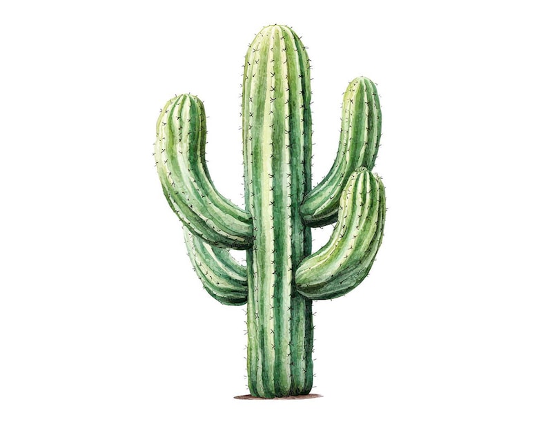 May include: Watercolor illustration of a tall, green cactus with multiple arms and spines. The cactus has vertical stripes of light and dark green, set against a clean white background. The image showcases the plant's natural form.