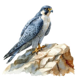 Imágenes prediseñadas de halcón peregrino, conjunto de 12 imágenes de aves rapaces, arte imprimible en acuarela, PNG transparente, descarga digital, imágenes para diario creativo