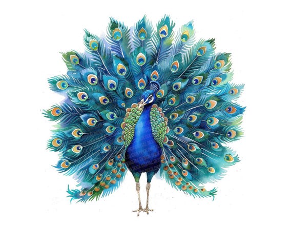 Peacock PNG Clipart, 12x Colorful Bird Clip Art Set, Printable