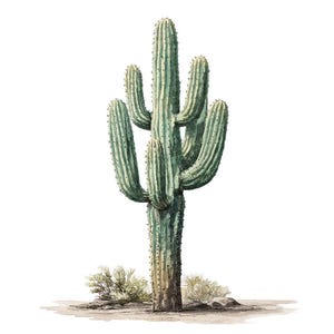 May include: A detailed illustration of a saguaro cactus, showcasing its tall, ribbed green trunk and multiple arms. The artwork features a light brown base with small desert plants, set against a clean white background. The cactus is a symbol of the desert.
