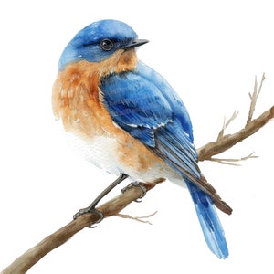 12 cliparts merle bleu, clipart oiseau aquarelle, clipart aquarelle imprimable, créations en papier, art mural, téléchargement numérique, journaux indésirables