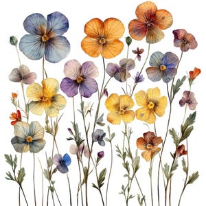 Clipart PNG de flores silvestres prensadas, juego de 12 imágenes prediseñadas de flores botánicas, imágenes prediseñadas de acuarela imprimibles, manualidades de papel, descarga digital, diario basura
