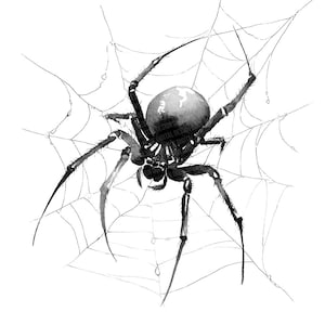 May include: A black and white watercolor illustration of a spider on its web. The spider has a large, round body and long, spindly legs. The web is intricately drawn, with delicate lines radiating outwards.