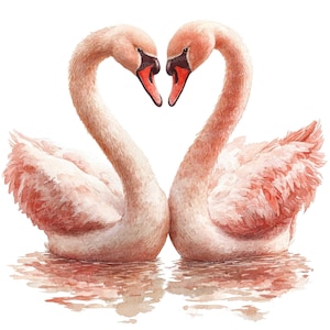 12 imágenes prediseñadas de cisnes enamorados, cisnes románticos de acuarela, archivos JPG de alta calidad, descarga digital, decoración de San Valentín, manualidades de papel, pareja de cisnes, forma de amor